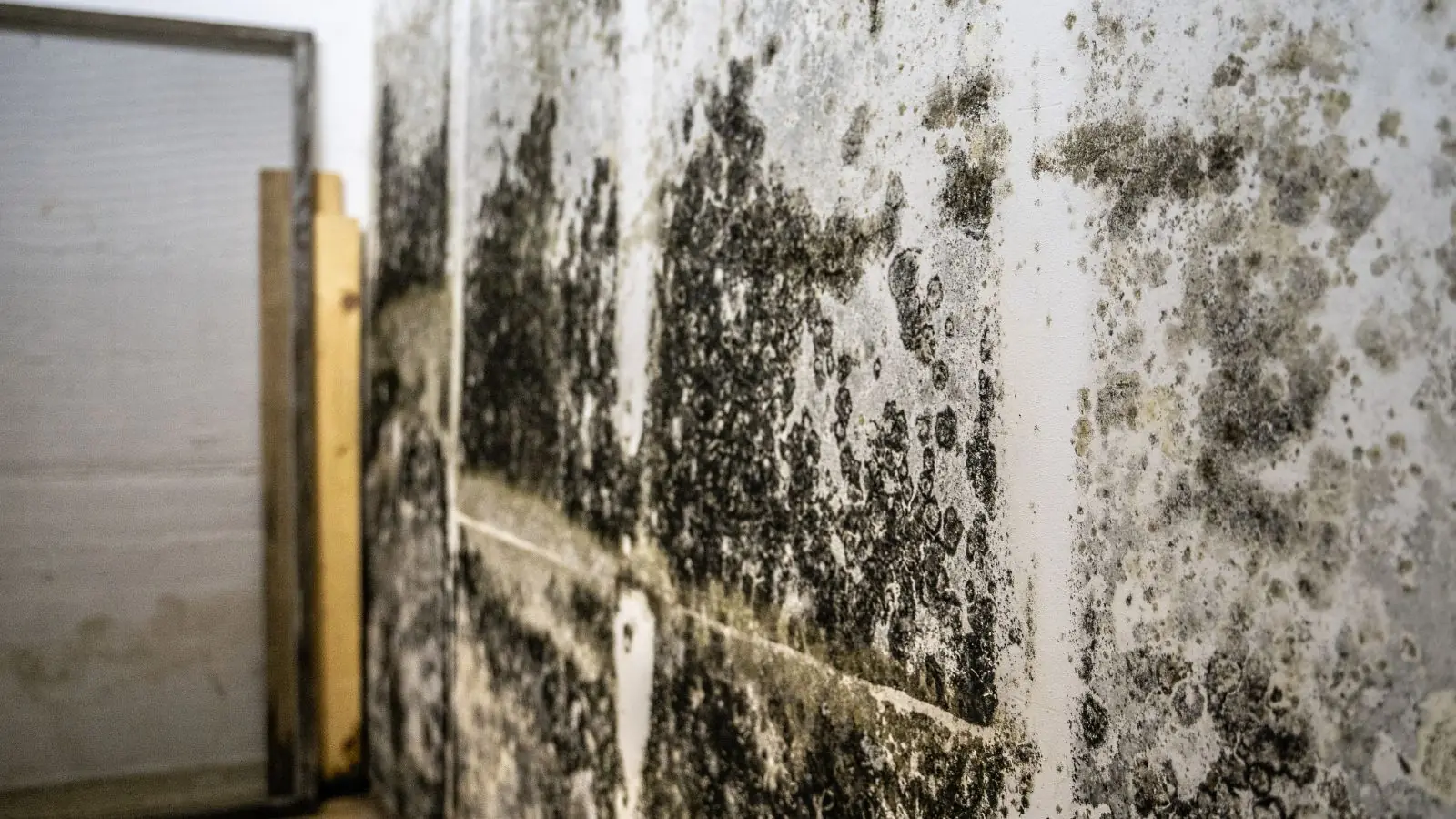 Dark mold growth across a lower-level wall beside wooden framing